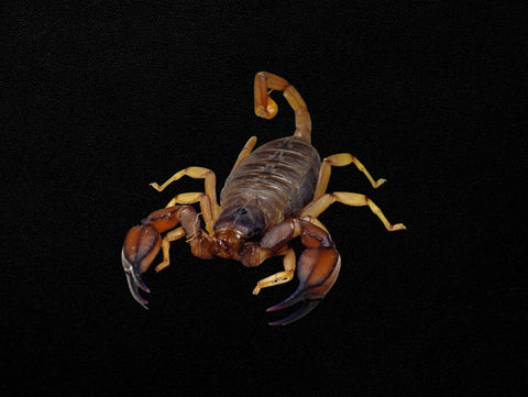Large Flinders Scorpion Male | Urodacus elongatus