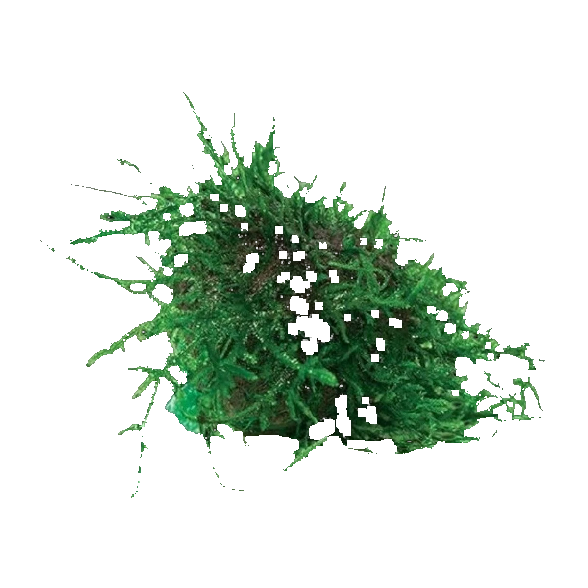 Floating Moss Ball- Fontinalis