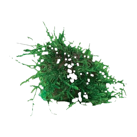 Floating Moss Ball- Fontinalis