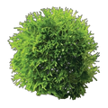 Floating Moss Ball-Riccia