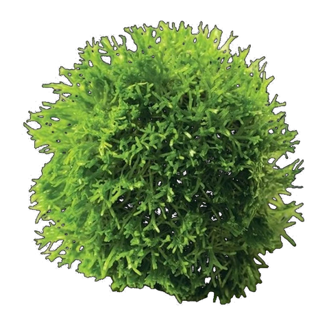 Floating Moss Ball-Riccia