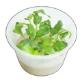 Floscopa Mini Bamboo | Floscopa cf. scandens