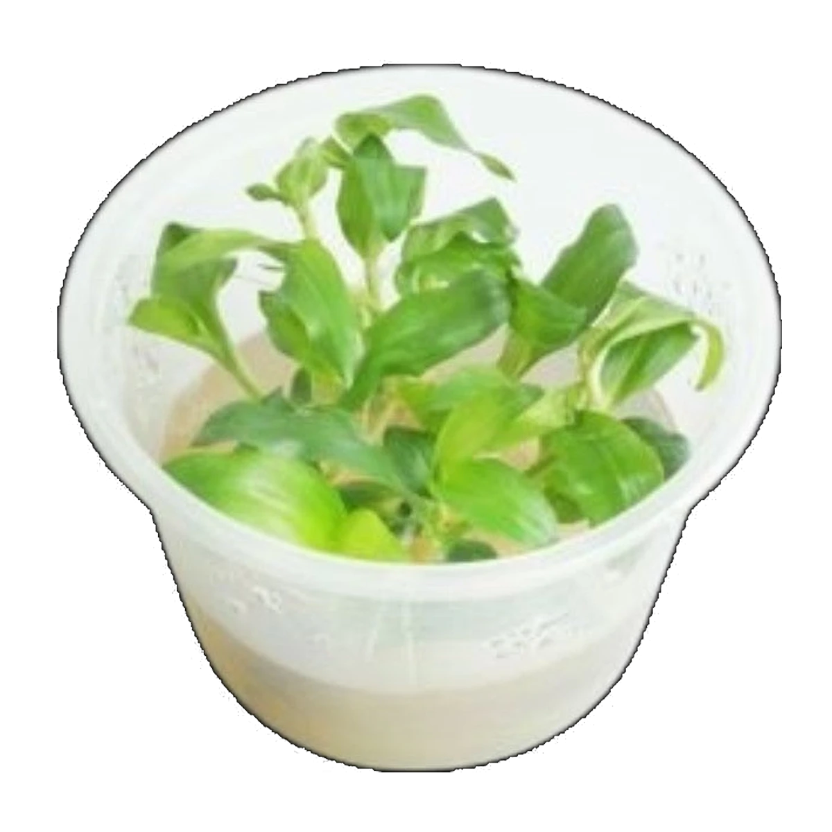 Floscopa Mini Bamboo | Floscopa cf. scandens