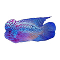 Flower Horn Cichlid | Flowerhorn (hybrid)