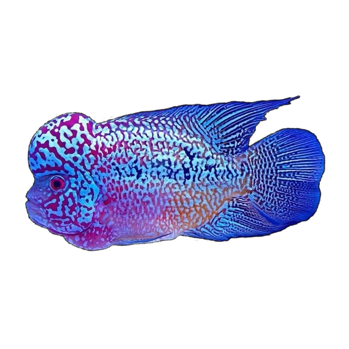 Flower Horn Cichlid | Flowerhorn (hybrid)