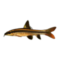 Flying Fox Shark
