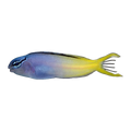 Forktail Blenny | Meiacanthus atrodorsalis