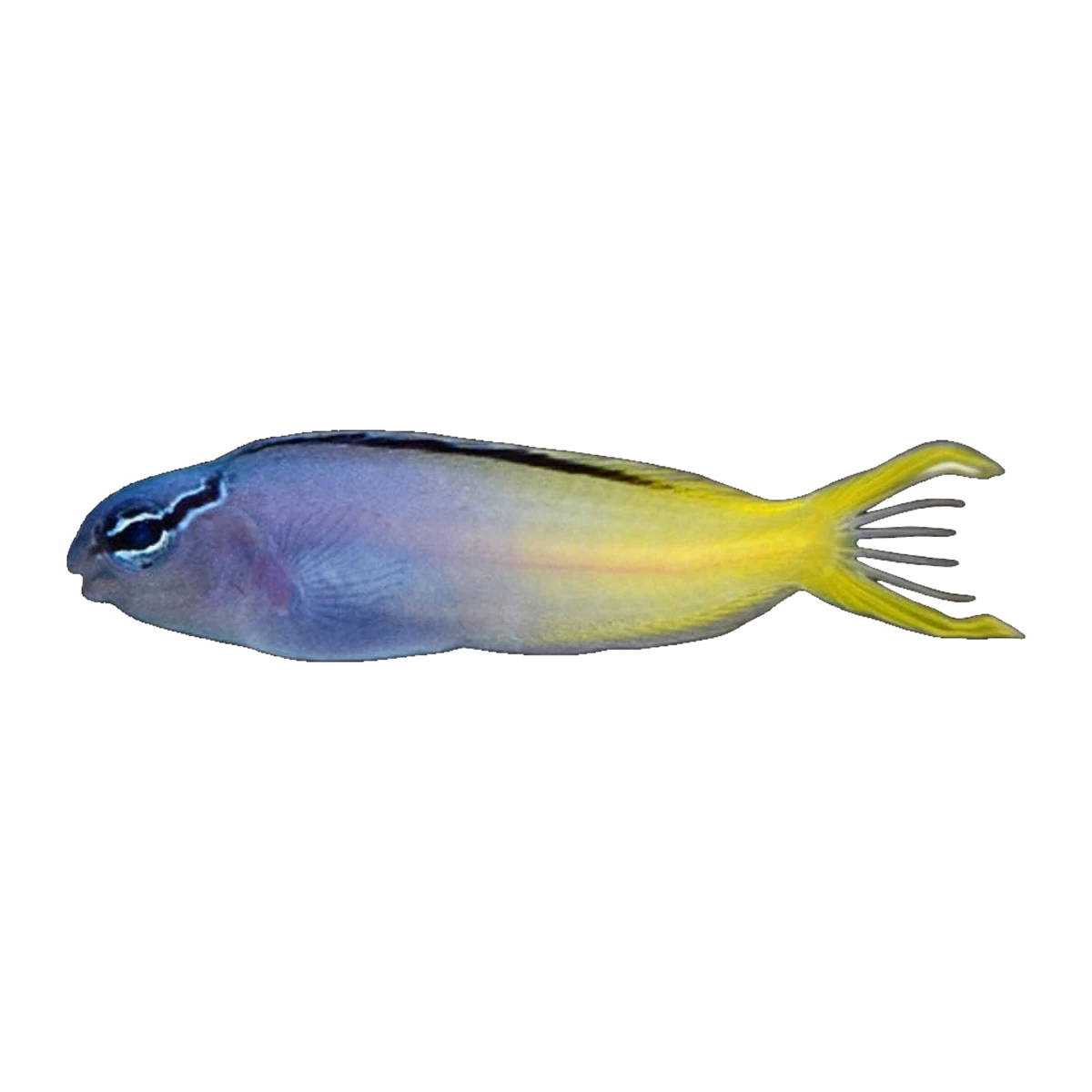 Forktail Blenny | Meiacanthus atrodorsalis