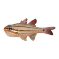 Fourline Cardinalfish | Ostorhinchus doederleini