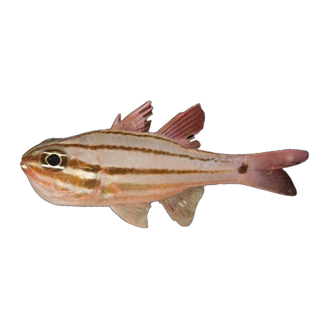 Fourline Cardinalfish | Ostorhinchus doederleini