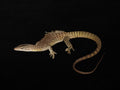 Black-tailed Monitor Pair | Varanus tristis orientalis