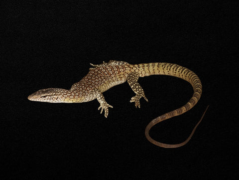 Black-tailed Monitor Pair | Varanus tristis orientalis