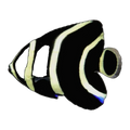 French Angelfish juvenile | Pomacanthus paru