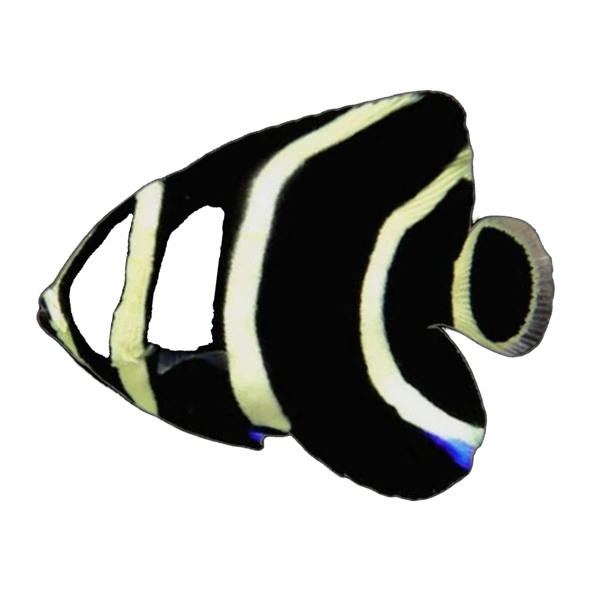 French Angelfish juvenile | Pomacanthus paru