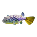 Freshwater Fahaka Pufferfish