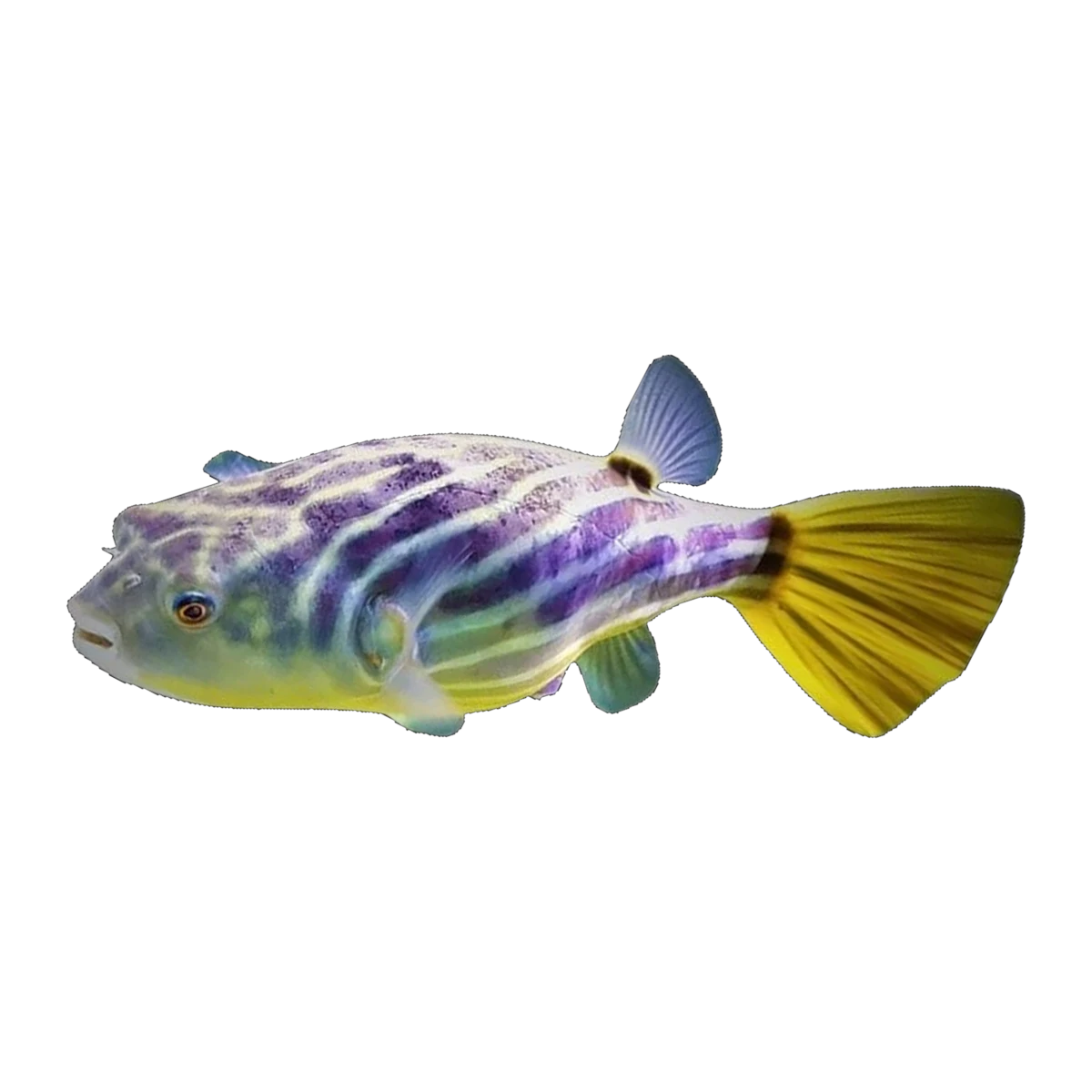 Freshwater Fahaka Pufferfish