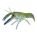 Freshwater Feeder Yabby