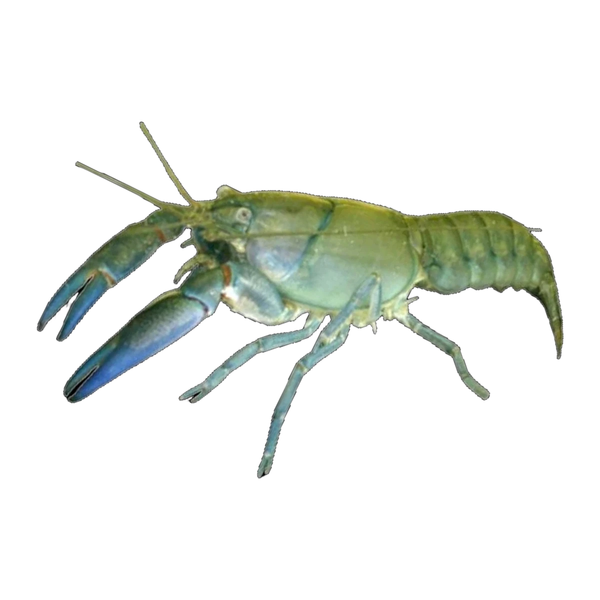 Freshwater Feeder Yabby