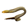 Freshwater Moray Eel