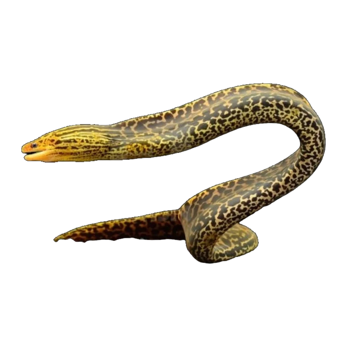 Freshwater Moray Eel