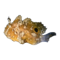 Frog Fish | Antennarius sp.