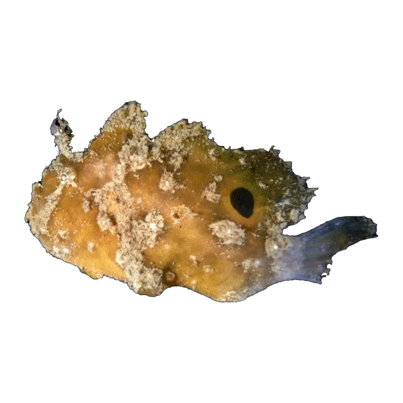 Frog Fish | Antennarius sp.