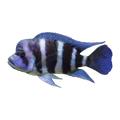 Frontosa 6 Bar Burundi – Cyphotilapia frontosa 'Burundi'