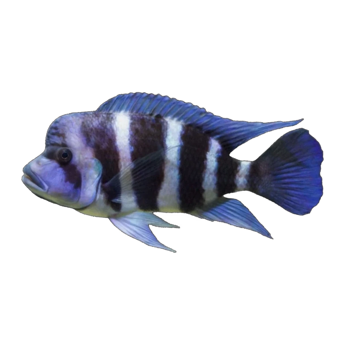 Frontosa 6 Bar Burundi – Cyphotilapia frontosa 'Burundi'