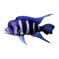 Frontosa Cichlid | Cyphotilapia frontosa