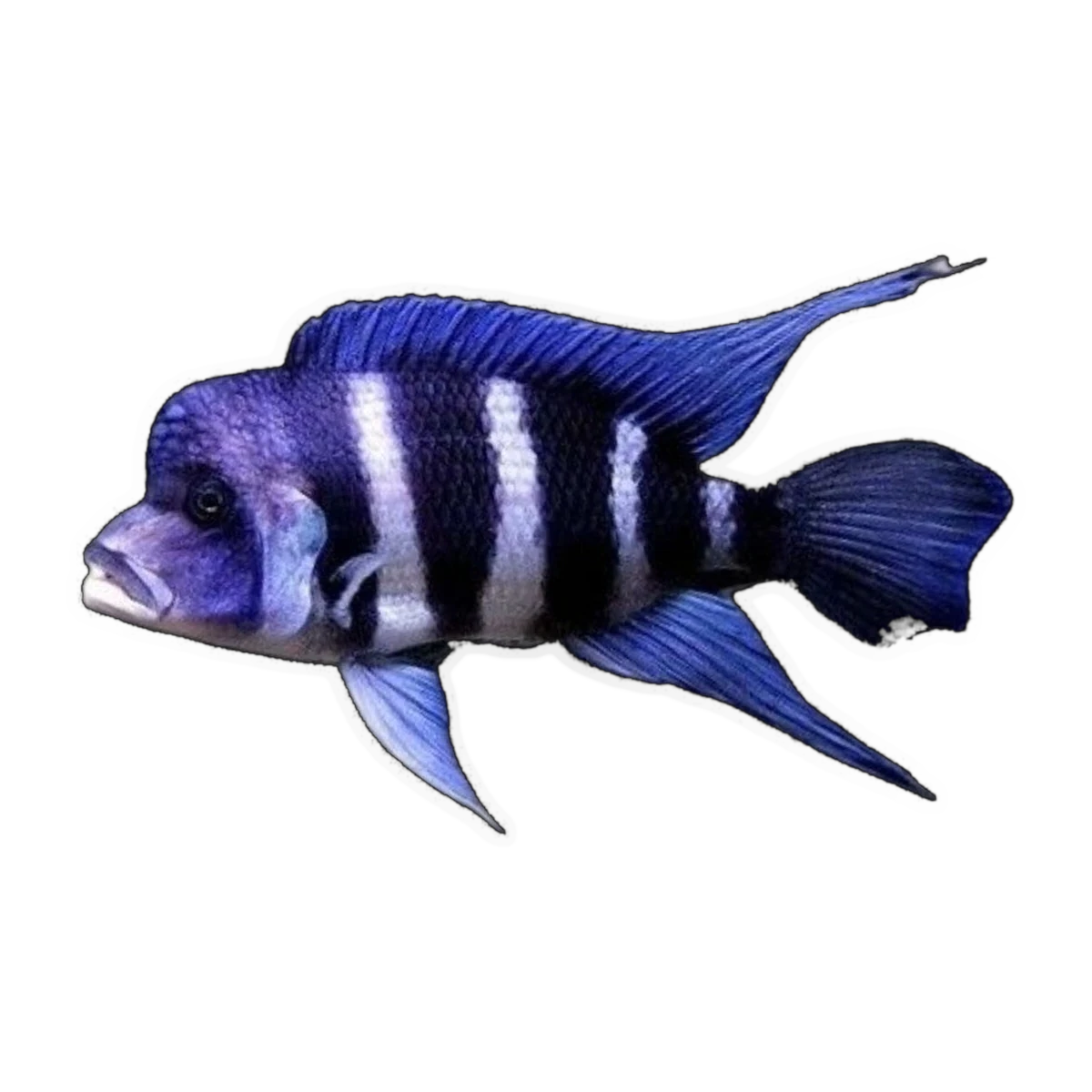 Frontosa Cichlid | Cyphotilapia frontosa