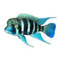 Frontosa Kigoma 7 Bar | Cyphotilapia frontosa 'Kigoma'