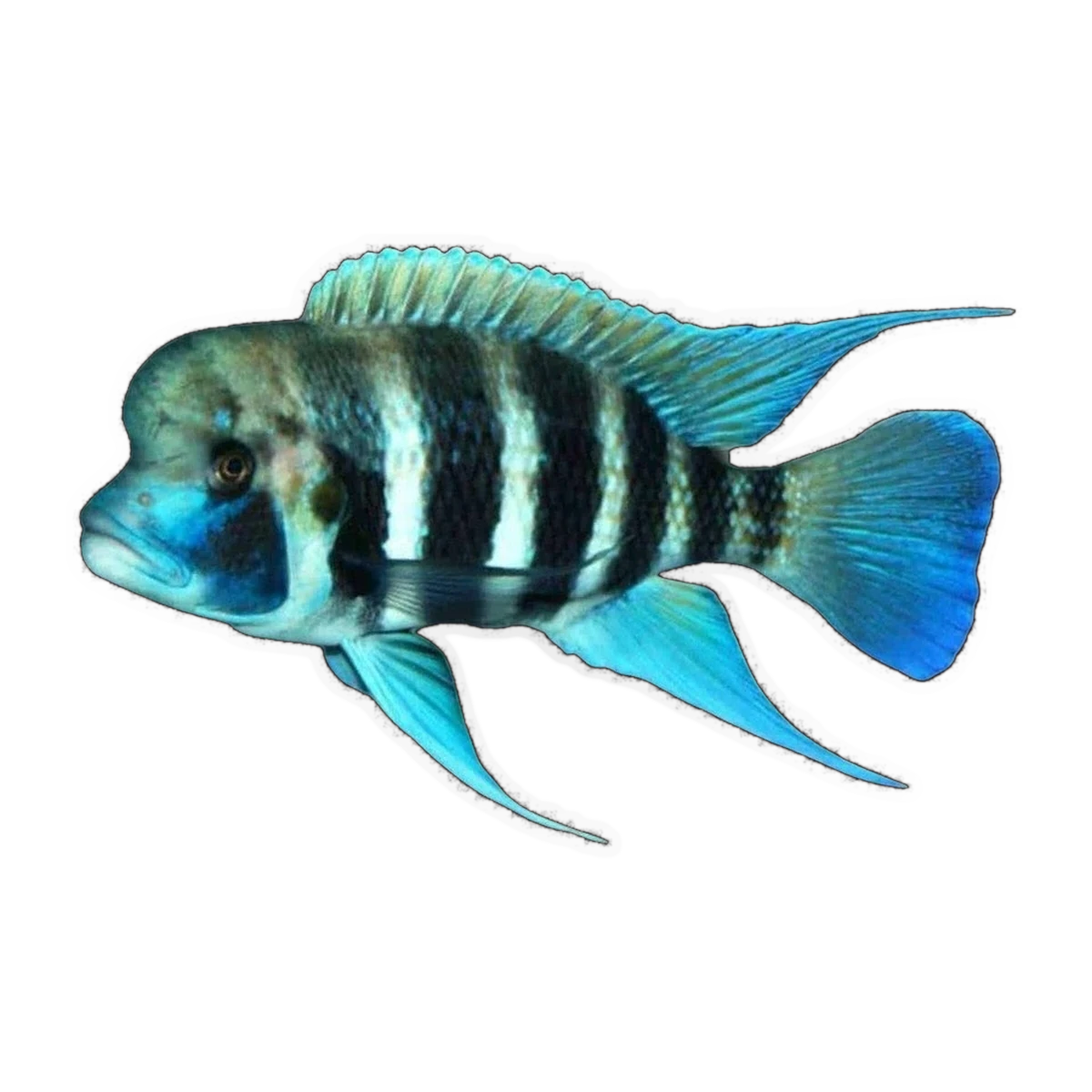 Frontosa Kigoma 7 Bar | Cyphotilapia frontosa 'Kigoma'