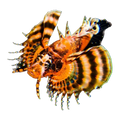 Fu-Manchu Lionfish | Dendrochirus biocellatus