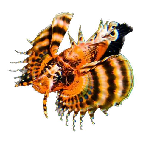 Fu-Manchu Lionfish | Dendrochirus biocellatus