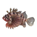 Fuzzy Dwarf Lionfish | Dendrochirus brachypterus