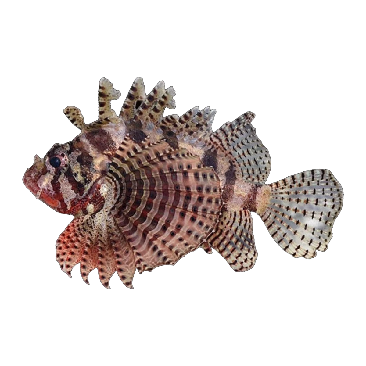 Fuzzy Dwarf Lionfish | Dendrochirus brachypterus