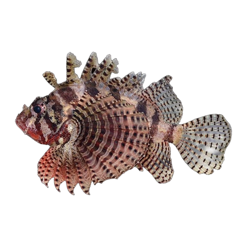 Fuzzy Dwarf Lionfish | Dendrochirus brachypterus