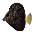 Gemmatum Tang | Zebrasoma gemmatum