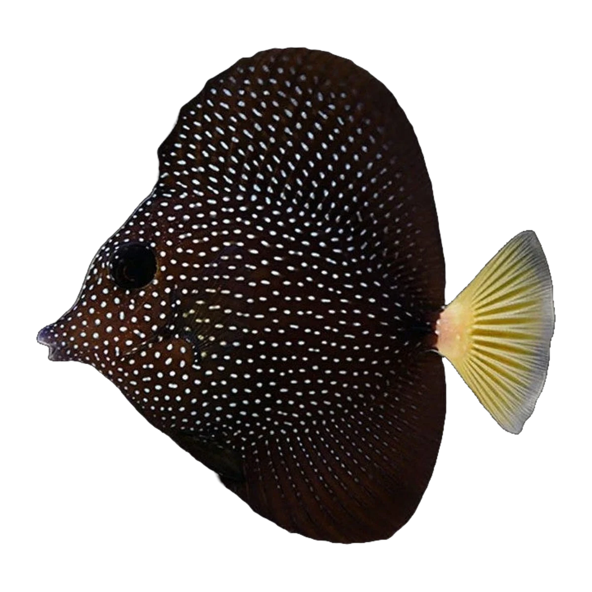 Gemmatum Tang | Zebrasoma gemmatum