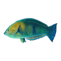 Geographic Wrasse Juv | Anampses geographicus
