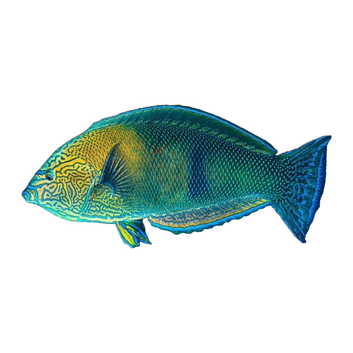 Geographic Wrasse Juv | Anampses geographicus