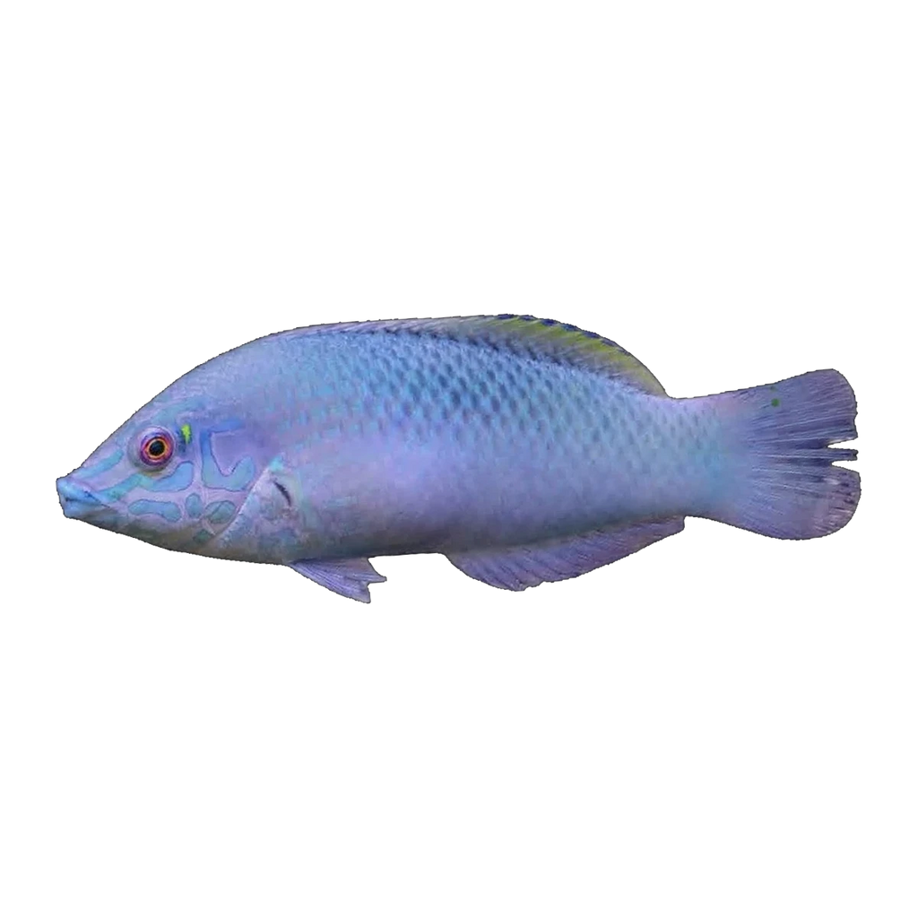 Geographic Wrasse Juv | Anampses geographicus