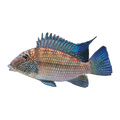 Geophagus Leucosticta (Whitespot Eartheater) | Satanoperca leucosticta