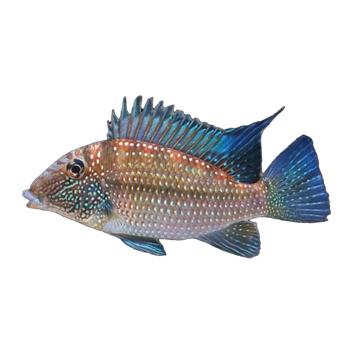 Geophagus Leucosticta (Whitespot Eartheater) | Satanoperca leucosticta