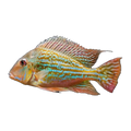 Geophagus Winemilleri (Geophagus winemilleri), side profile facing right
