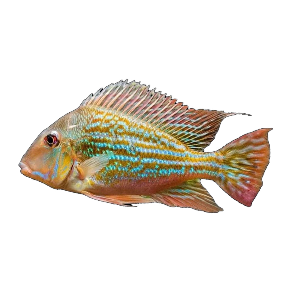 Geophagus Winemilleri (Geophagus winemilleri), side profile facing right