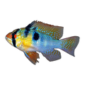 German Blue Ram (Mikrogeophagus ramirezi), side profile facing right