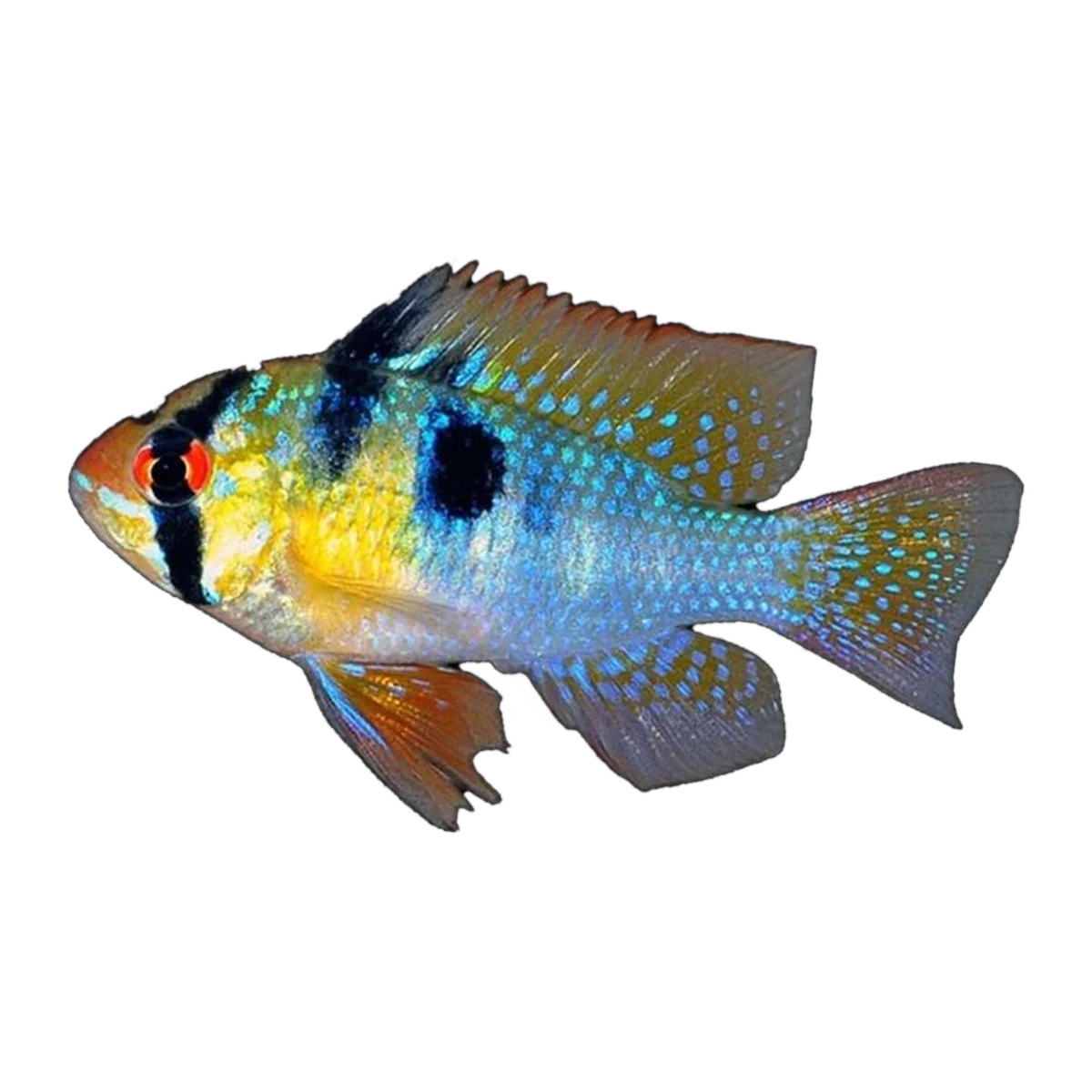 German Blue Ram (Mikrogeophagus ramirezi), side profile facing right