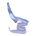 Ghost Ribbon Eel | Rhinomuraena quaesita