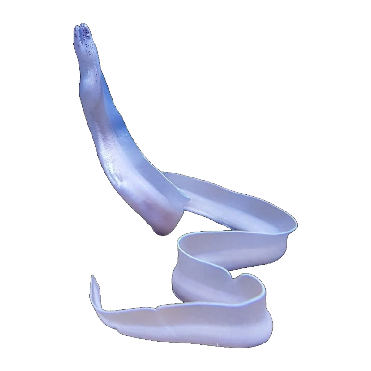 Ghost Ribbon Eel | Rhinomuraena quaesita